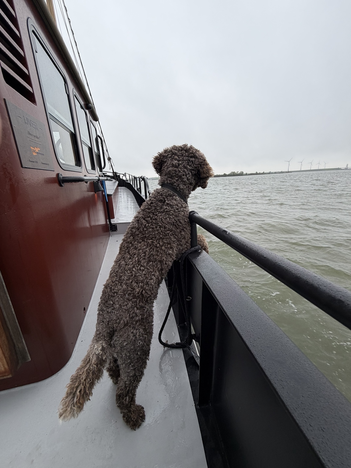 Stella kijkt nieuwsgierig vanuit het gangboord uit over het water.