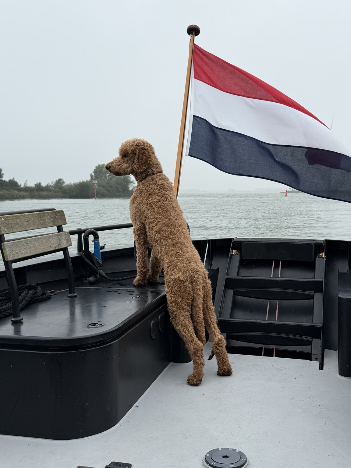 Bruno, le grand caniche, monte la garde sur le pont arrière, près du pavillon néerlandais.