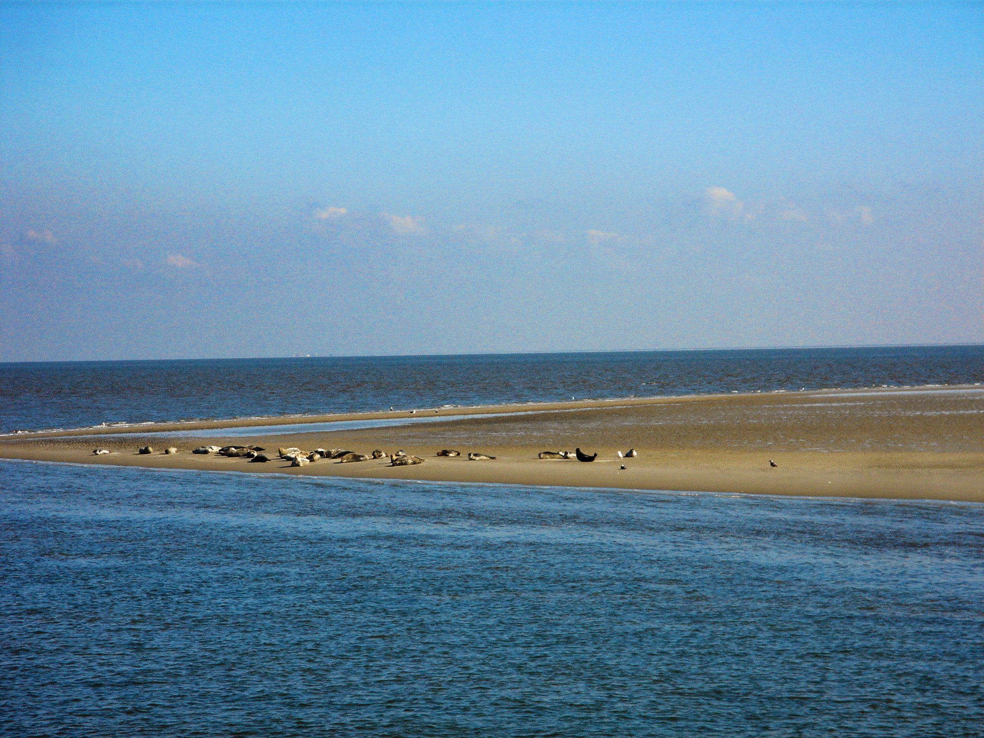 Zeehonden op een zandbank in de Waddenzee.