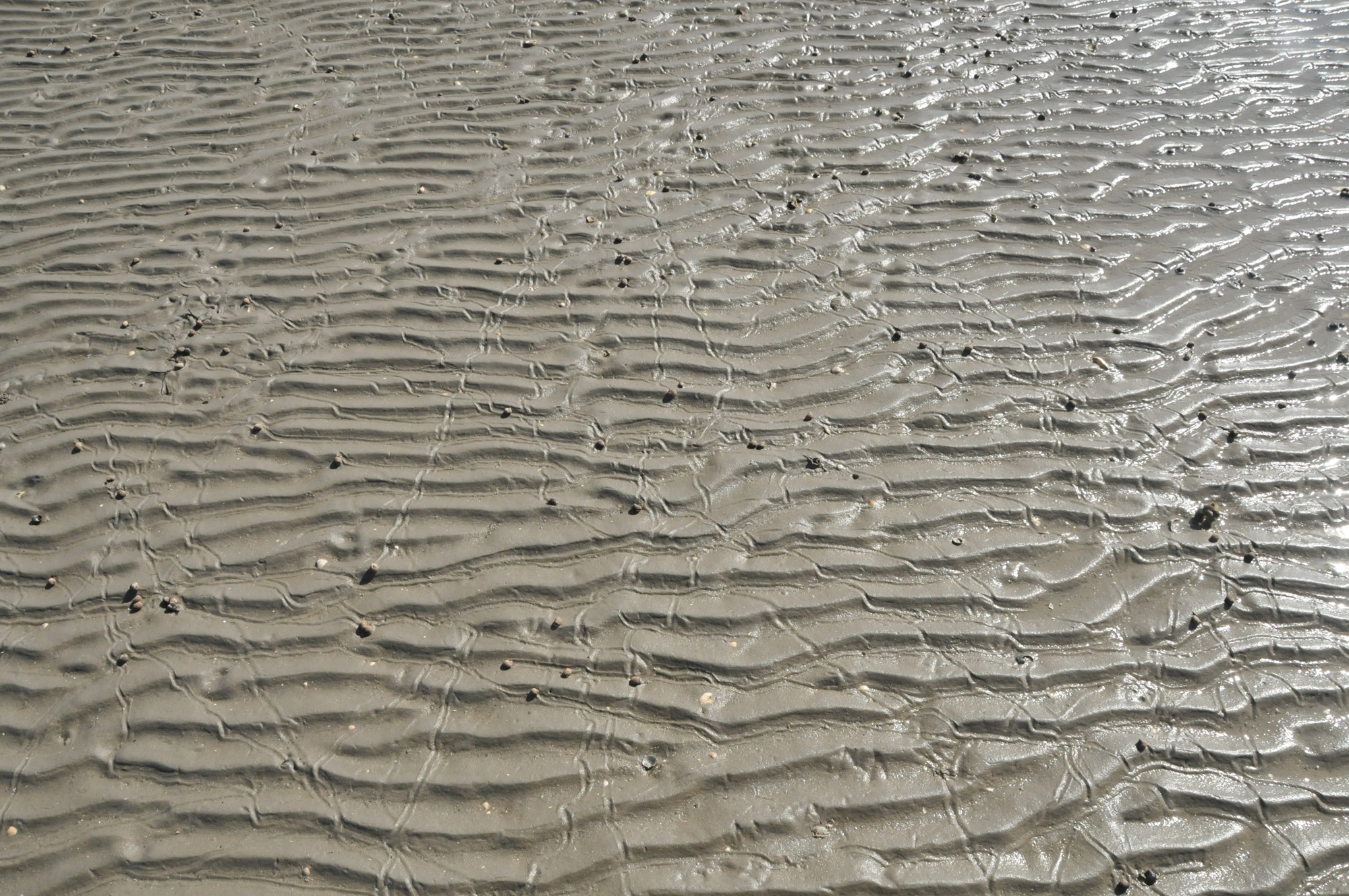 Het drooggevallen wad bij De Cocksdorp op Texel.